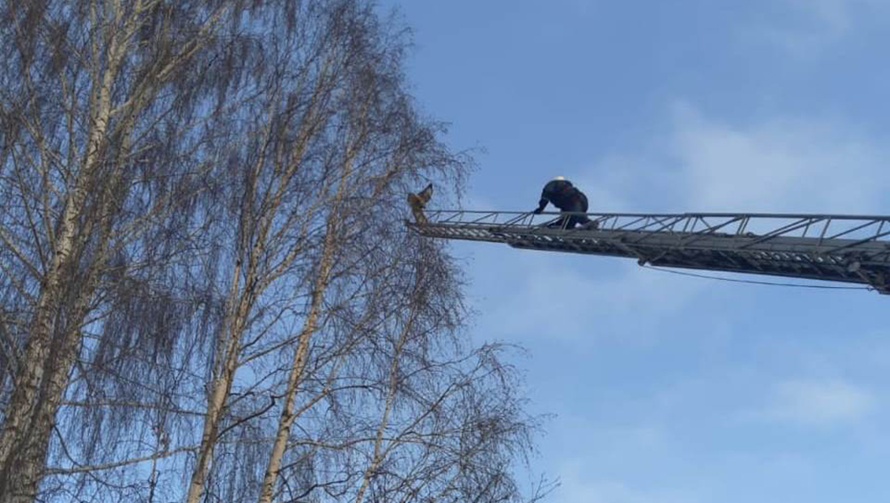 Брянские спасатели помогли хищной птице, запутавшейся в ветвях дерева