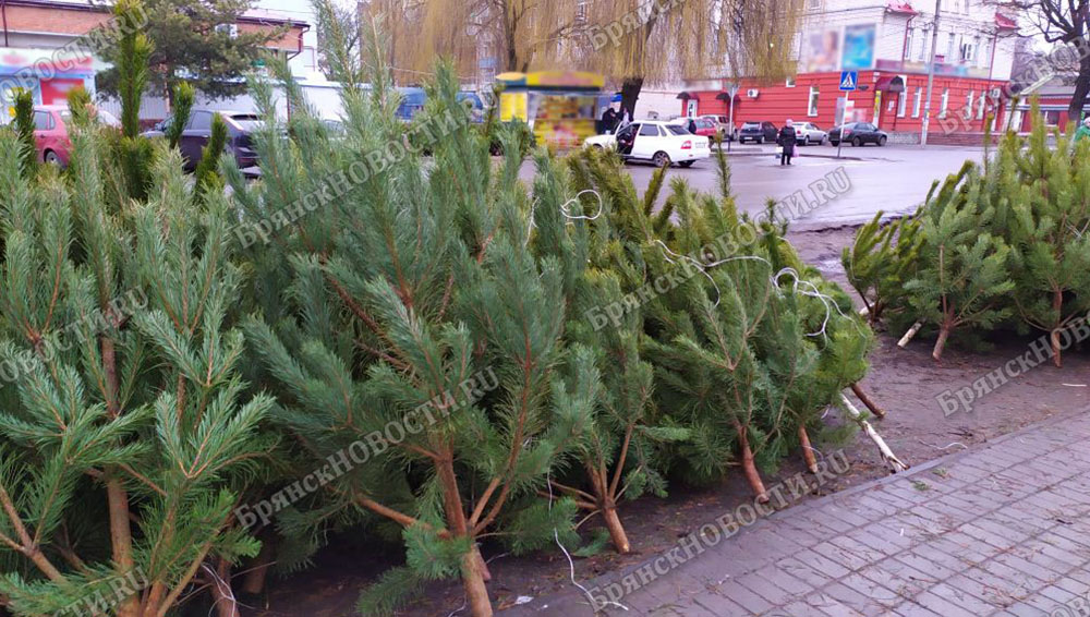 В Новозыбкове сообщили о нехватке новогодних ёлок