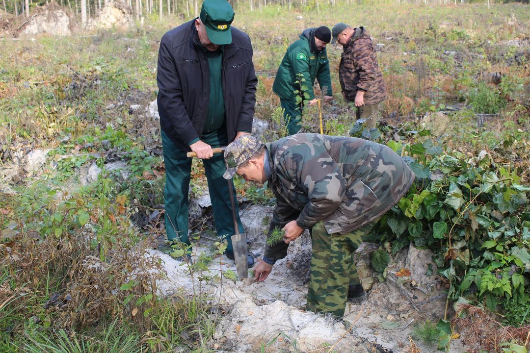 В Брянской области перевыполнили план по восстановлению леса