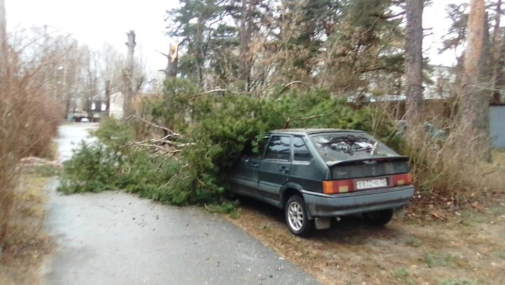 В Брянске ураганный ветер повалил 18 деревьев и повредил 2 автомобиля