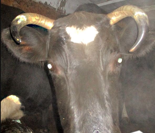 На Брянщине забраковали 237 голов крупного рогатого скота из Белоруссии