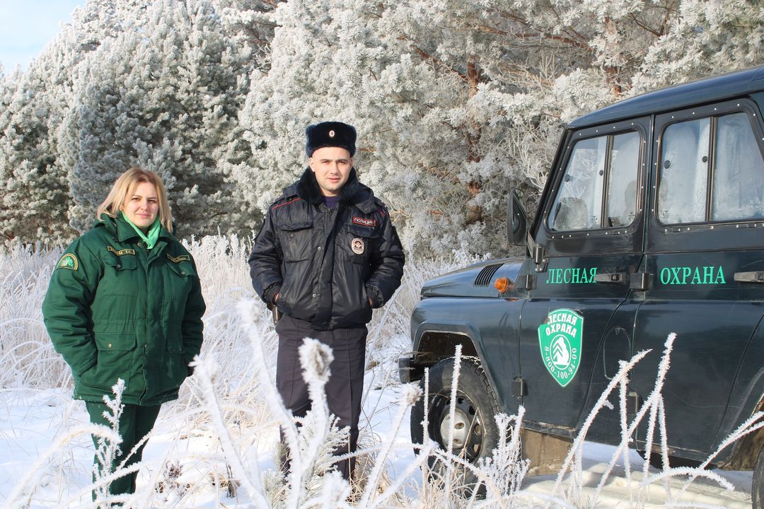 Всего 5 случаев незаконной рубки елей под Новый год выявили в Брянской области
