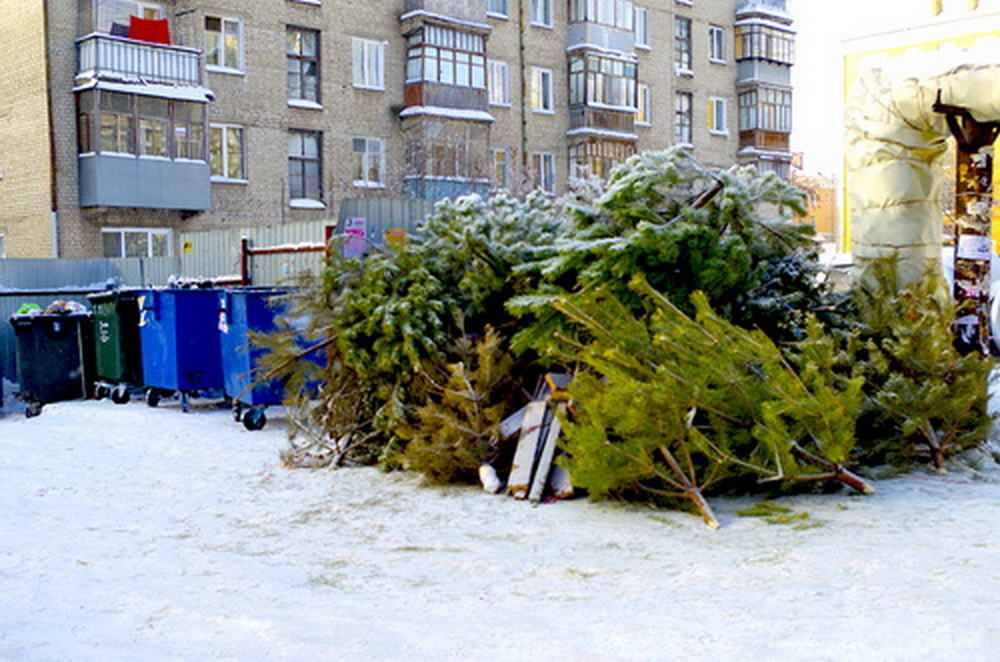 Брянцев попросили правильно утилизировать новогодние елки