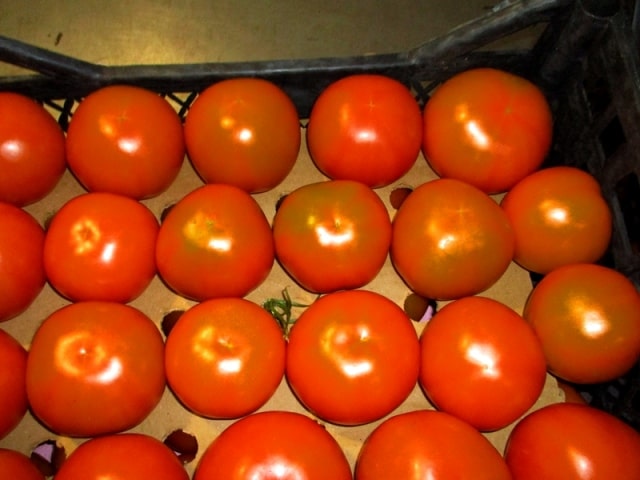 На Брянщине забраковали 20 тонн зараженных вирусом мозаики пепино турецких томатов