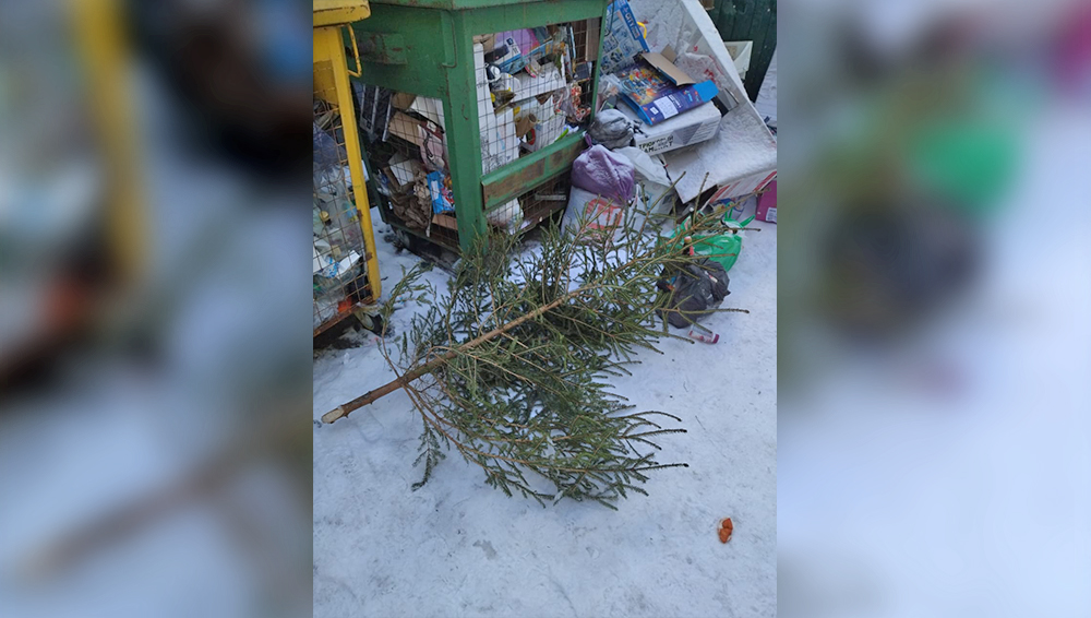 Жители Брянска начали выкидывать на помойку новогодние ёлки