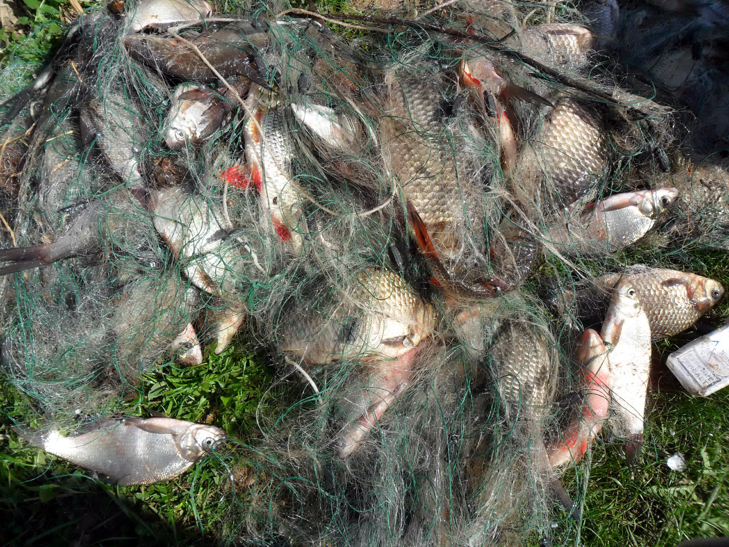 За браконьерский лов рыбы перед судом предстанут двое жителей Брянской области