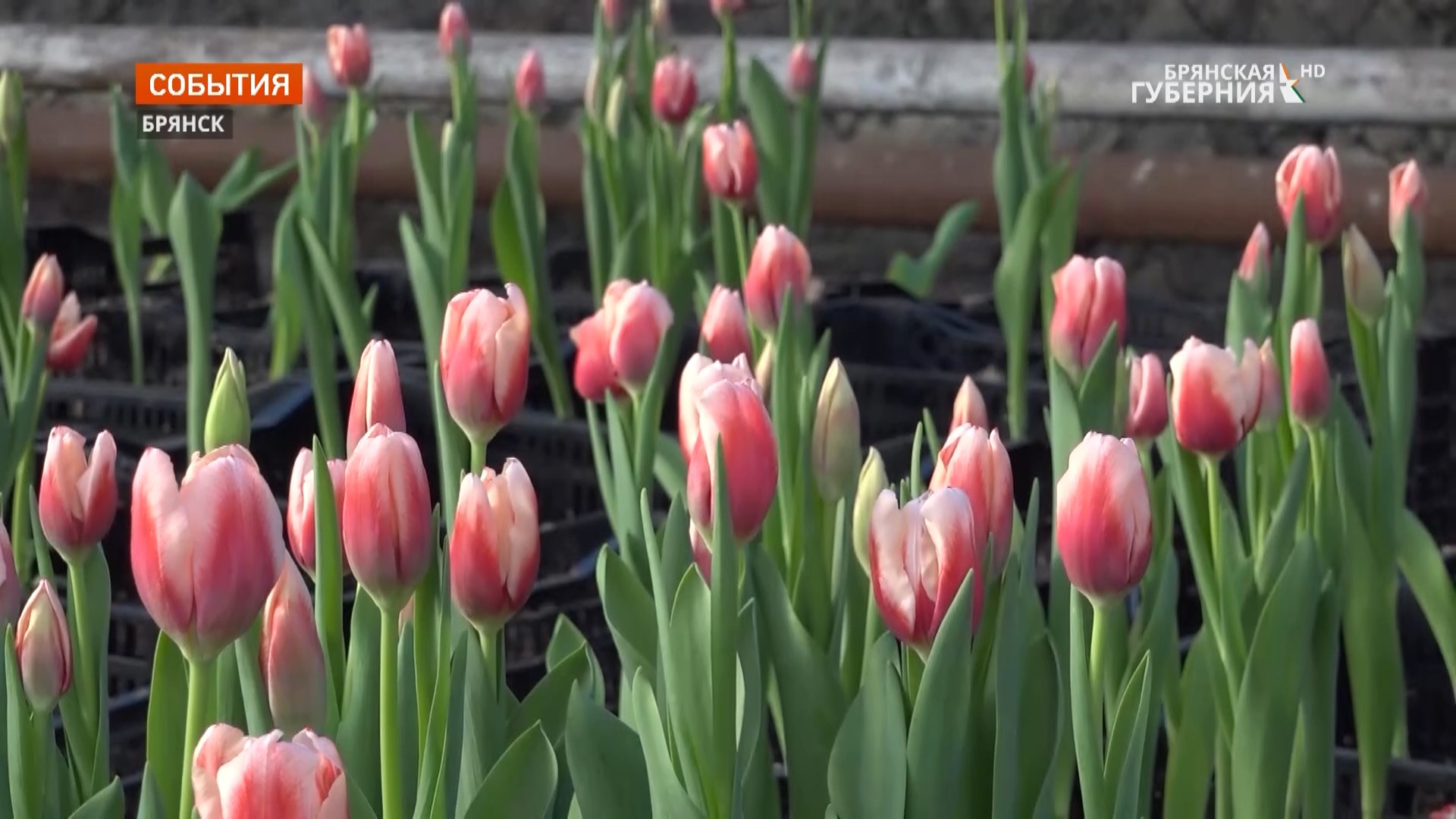 Специалисты «Зеленого хозяйства» Брянска обещают удовлетворить спрос на тюльпаны к 8 Марта