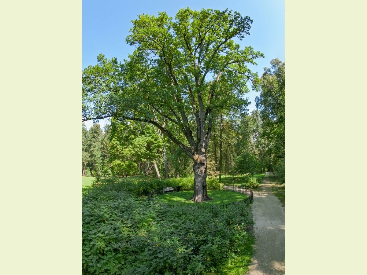 Брянцы могут поддержать Тургеневский дуб на конкурсе Европейское дерево года