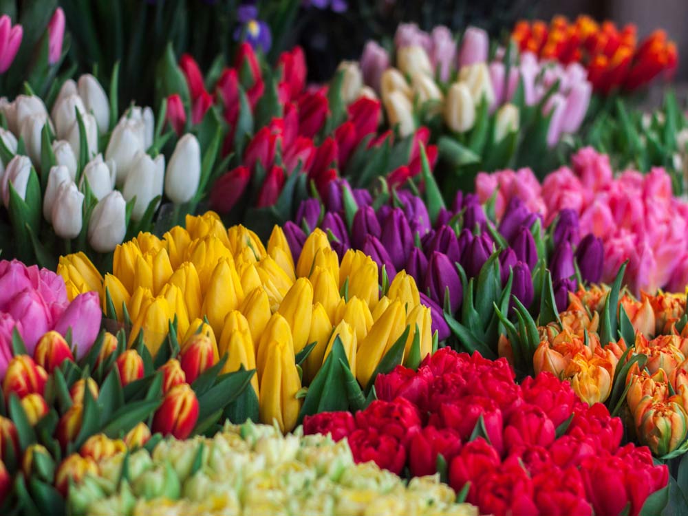 В Брянске 3 марта откроются цветочные ярмарки