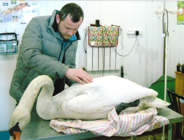 Жительница Красной Горы спасла жизнь лебедю