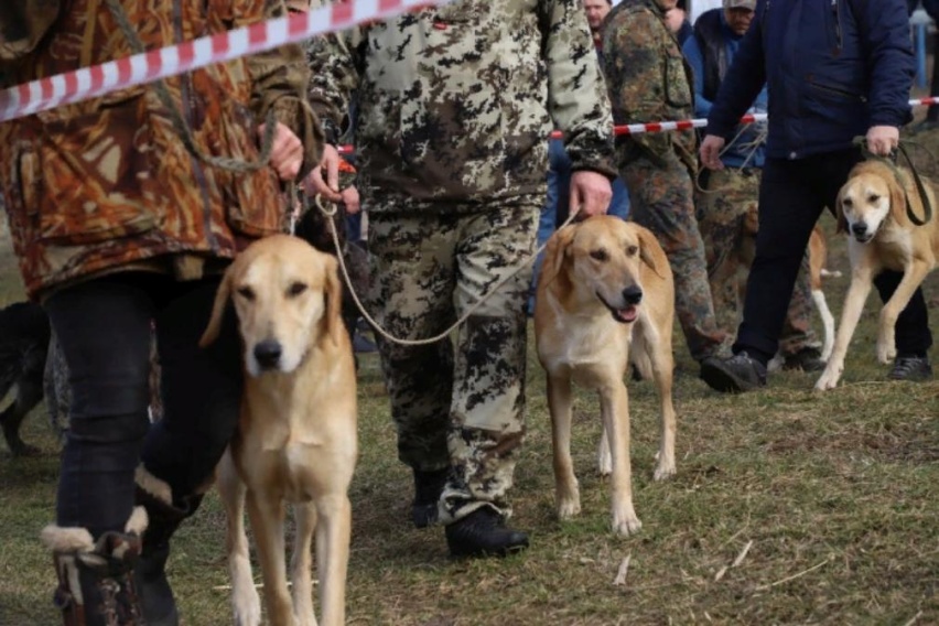 12 марта в Клинцах на Брянщине состоится выставка охотничьих собак