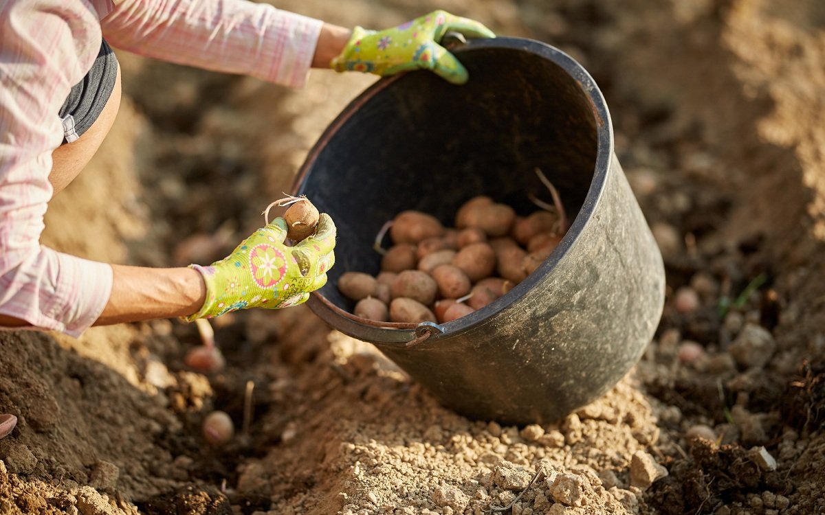Брянские огородники увеличат в этом году посевы картофеля