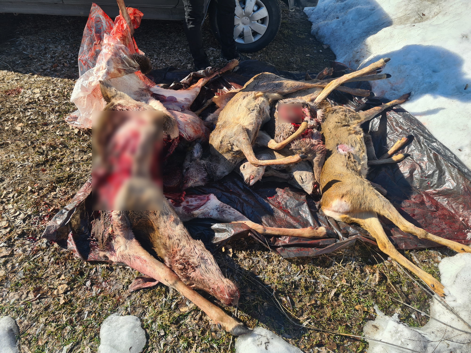На Брянщине задержали застреливших оленя и пять косуль браконьеров
