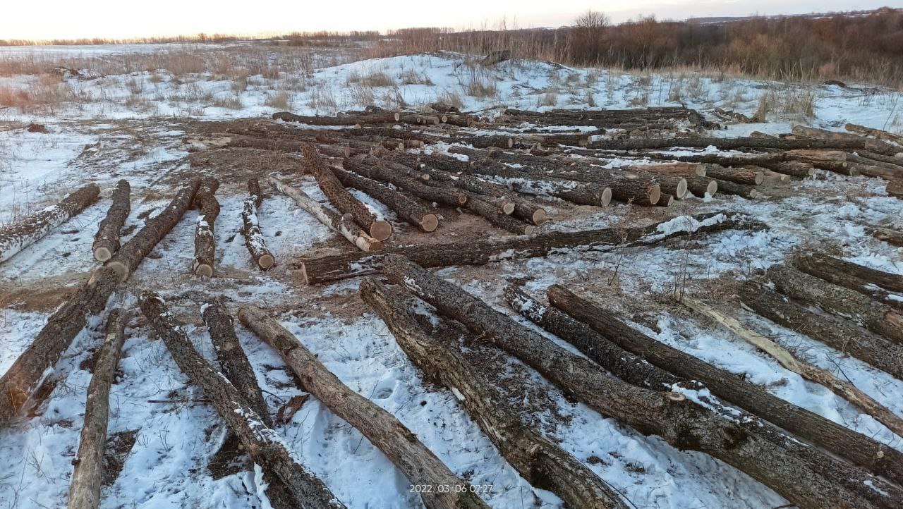 Житель Комаричского района незаконно вырубил почти сотню деревьев