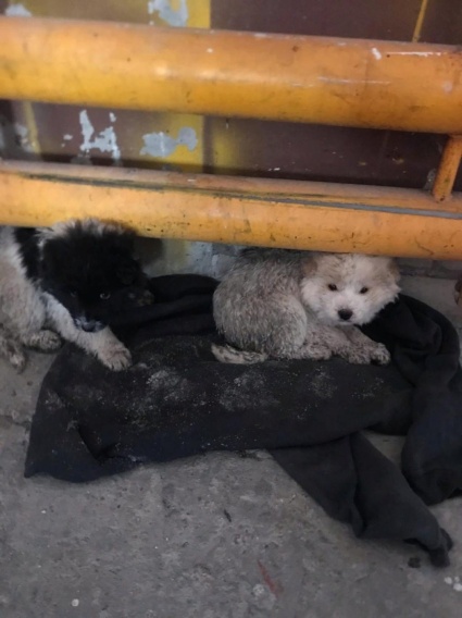Работники аэропорта «Брянск» ищут хозяев для щенков-подкидышей