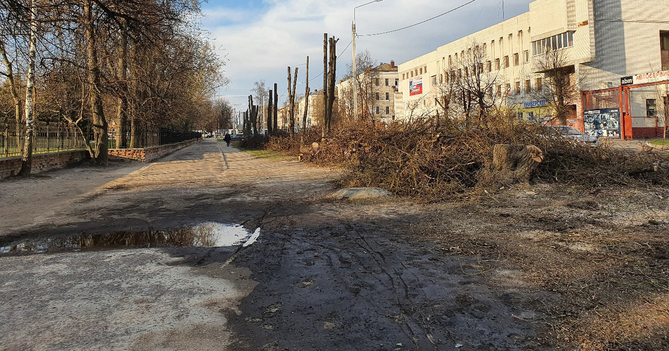 В Бежицком районе Брянска уничтожили деревья на аллее по улице Молодой гвардии