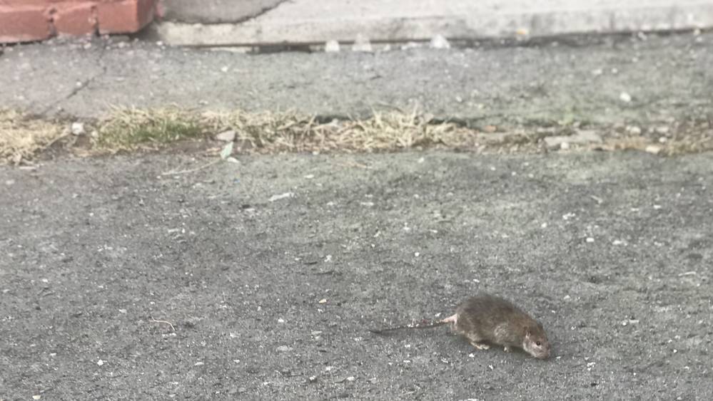 Жители Брянска сообщают о нашествии крыс