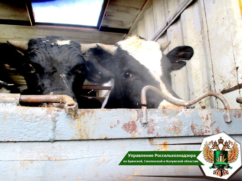 Брянские специалисты Россельхознадзора выявили 22 случая перевозки животных с нарушениями закона