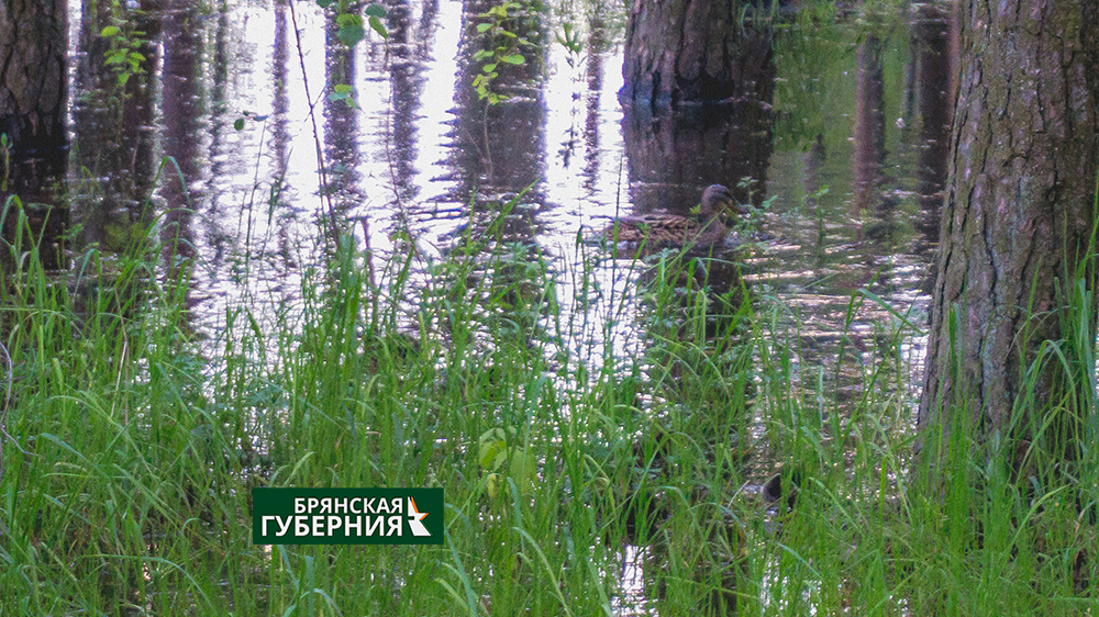 В затопленном парке Поколений в Брянске завелись утки