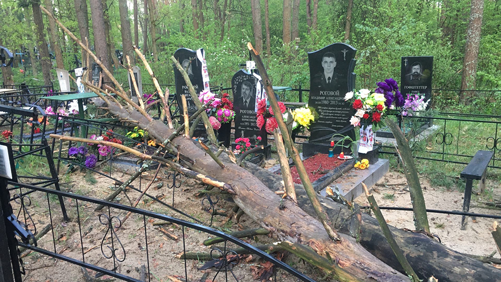 В Новозыбкове на кладбище рухнули деревья