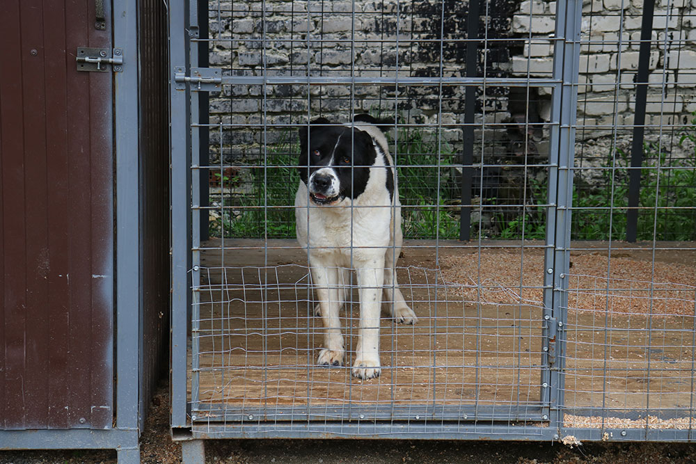 В приюте для собак в Брянске навсегда прописались 40 агрессивных животных