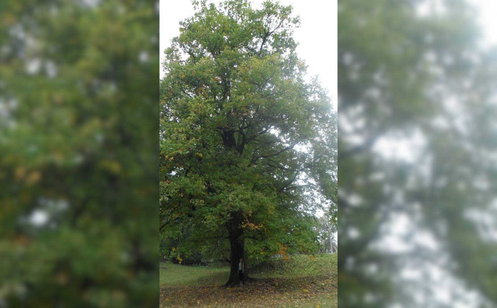 Растущий на Брянщине Романовский дуб претендует на звание «Российское дерево года»