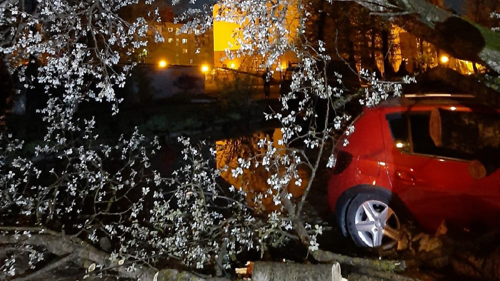 Упавшие из-за непогоды деревья в Брянской области повредили 19 автомобилей