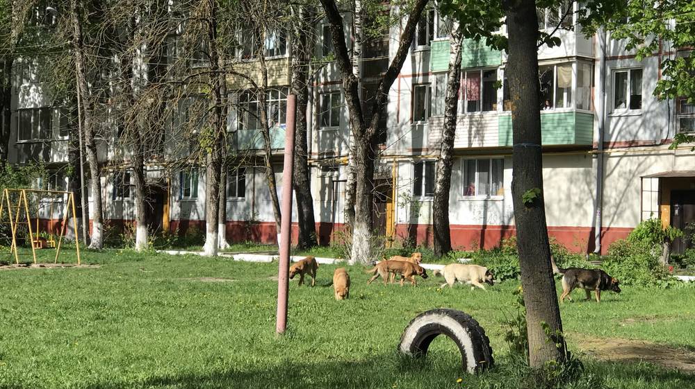 Один из дворов в Брянске по улице Крахмалёва превратился в собачий питомник