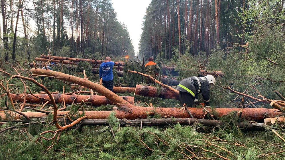 Дорогу в Жуковку расчищают от поваленных деревьев