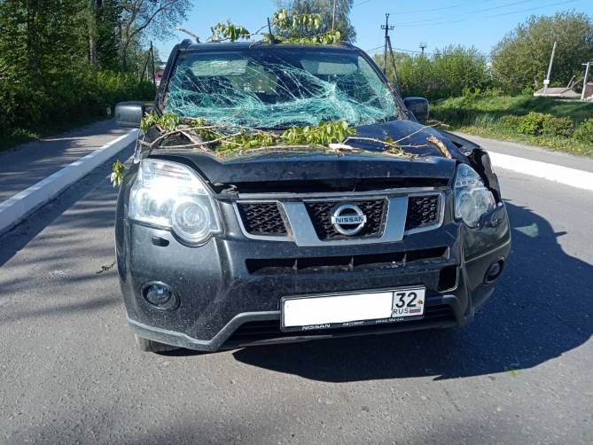 В брянском поселке Белые Берега дерево рухнуло на автомобиль