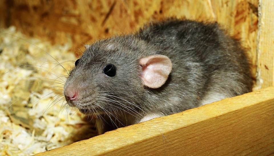 Для уничтожения крыс из подвалов брянцам посоветовали тормошить «управляшки»