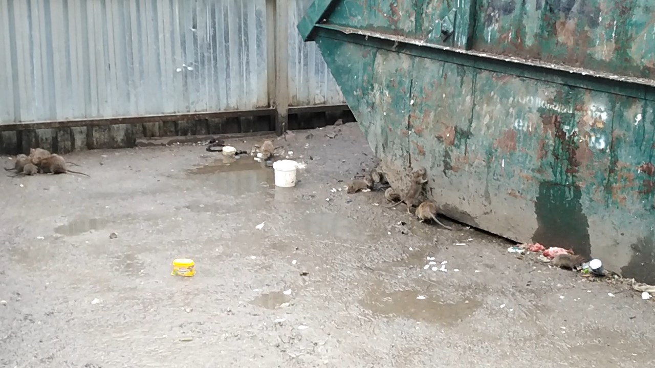 В Володарском районе Брянска полчища крыс атаковали мусорные контейнеры
