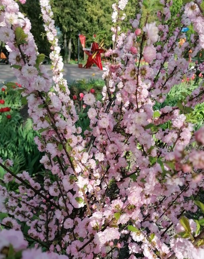 В Трубчевском парке Брянской области цветет сакура