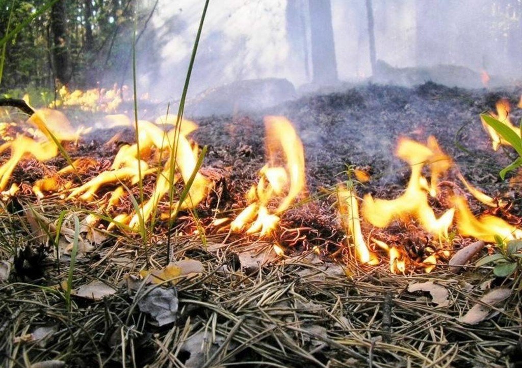 МЧС заявило о неопасности для жителей Брянщины пожаров в чернобыльской зоне