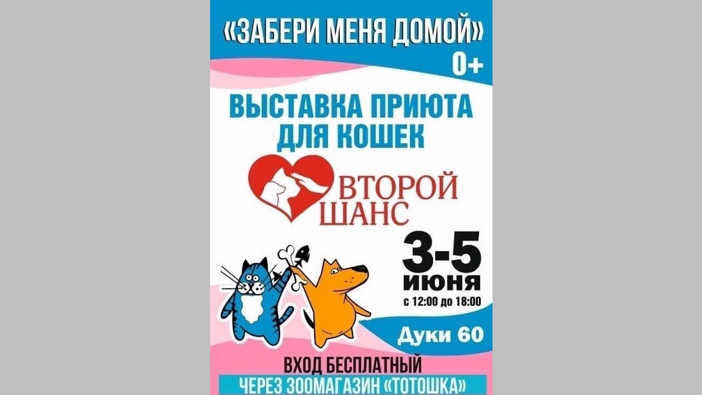 В Брянске пройдет выставка приюта для кошек «Второй шанс»