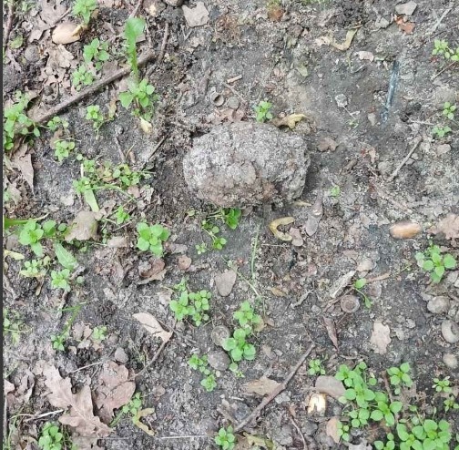 В Брянске в парке обнаружили гранату Ф-1