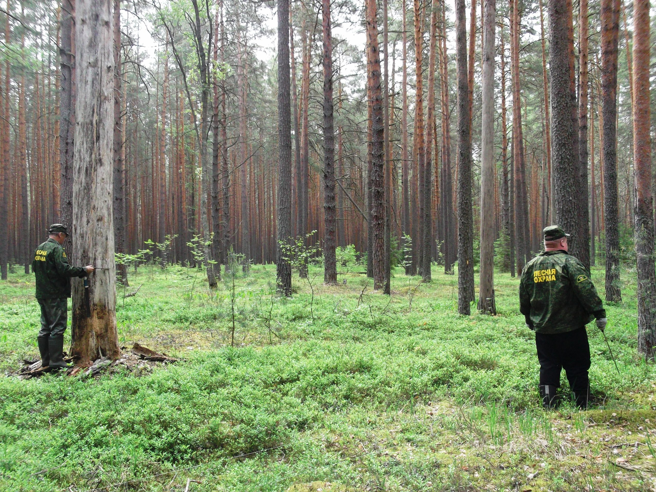 В Брянской области определят целевое назначение лесов в четырех лесничествах