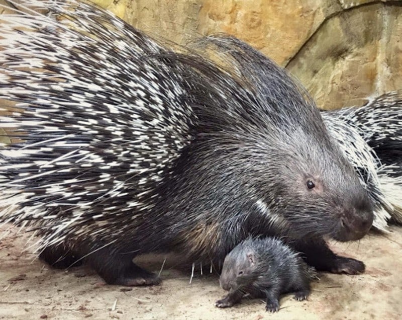 В брянском зоопарке дикобразы Нюша и Топа стали многодетными родителями