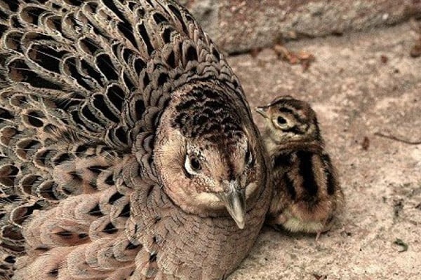 В брянском зоопарке в семействе золотых фазанов появились малыши