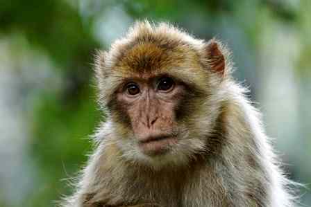 Брянцев предупредили о мерах по недопущению заноса и распространения оспы обезьян