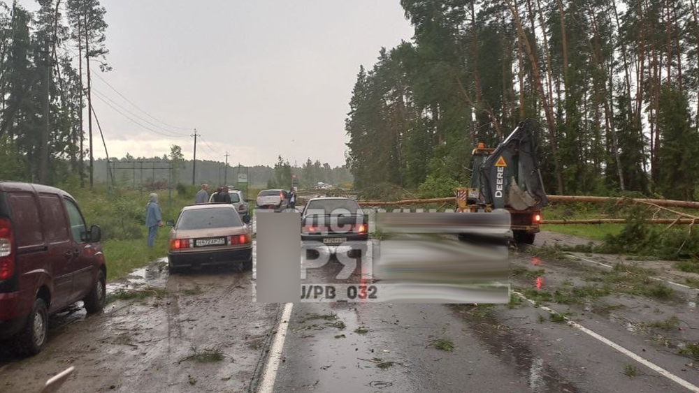 В Брянской области из-за сильного ветра на дорогу рухнули сосны