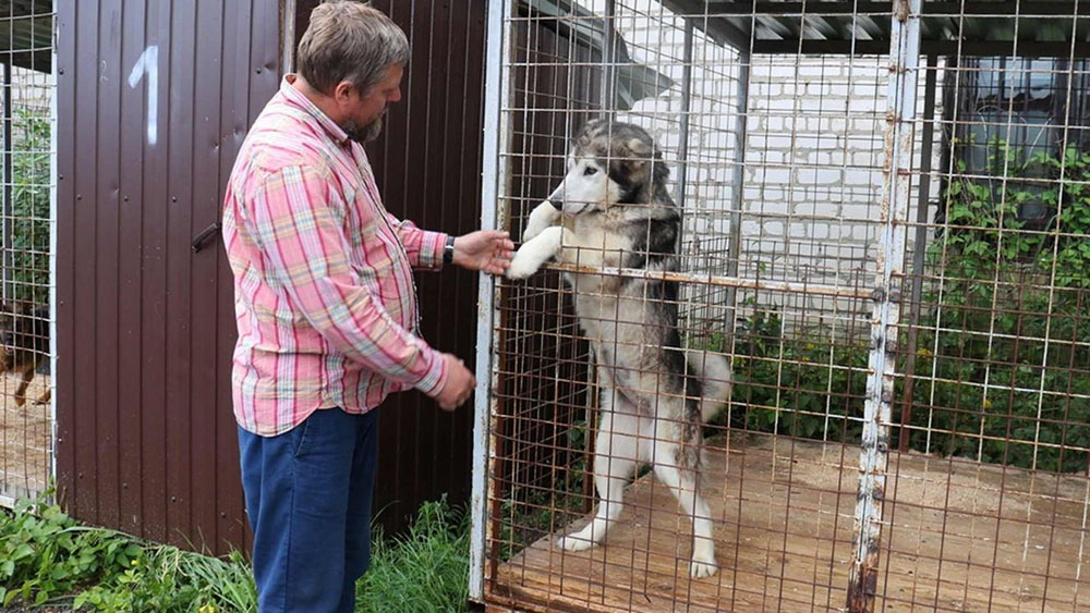 В Брянске в приюте для животных на Почтовой разместили 125 собак