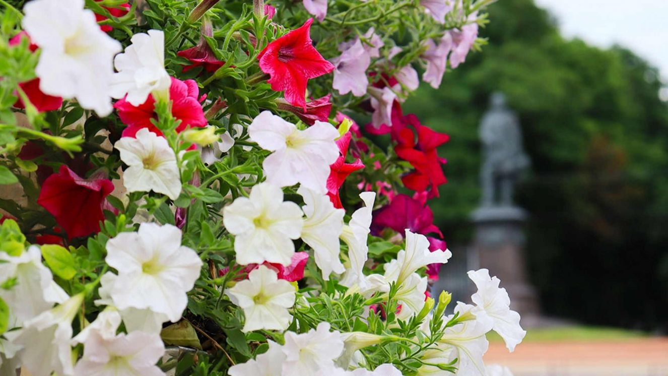 Летний Брянск украсили 172 тысячи цветов