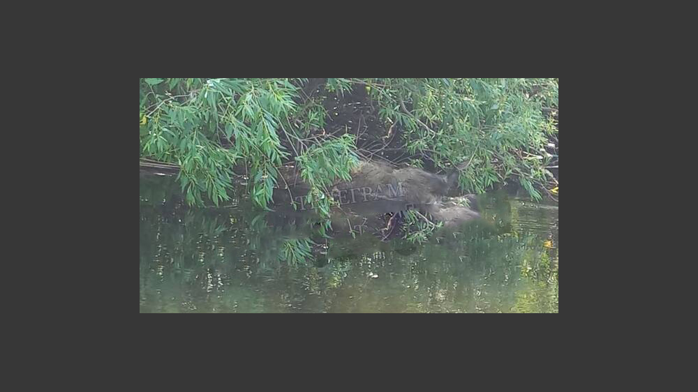 На реке Ипуть в Клинцовском районе обнаружили тушу дикого кабана