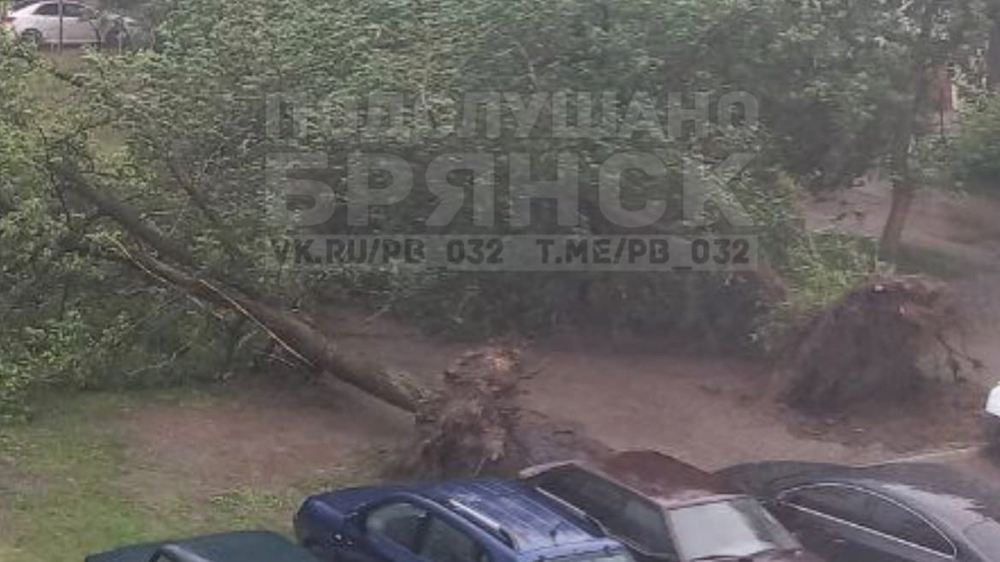 В Брянске на улице 22 Съезда ветер вырвал деревья с корнем