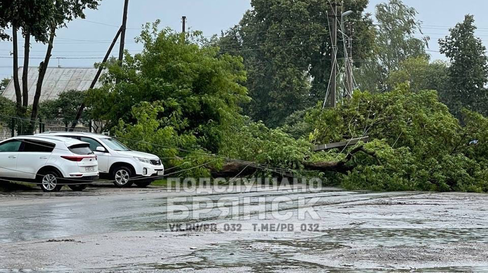 В Брянске на улице Куйбышева деревья упали на электроопоры