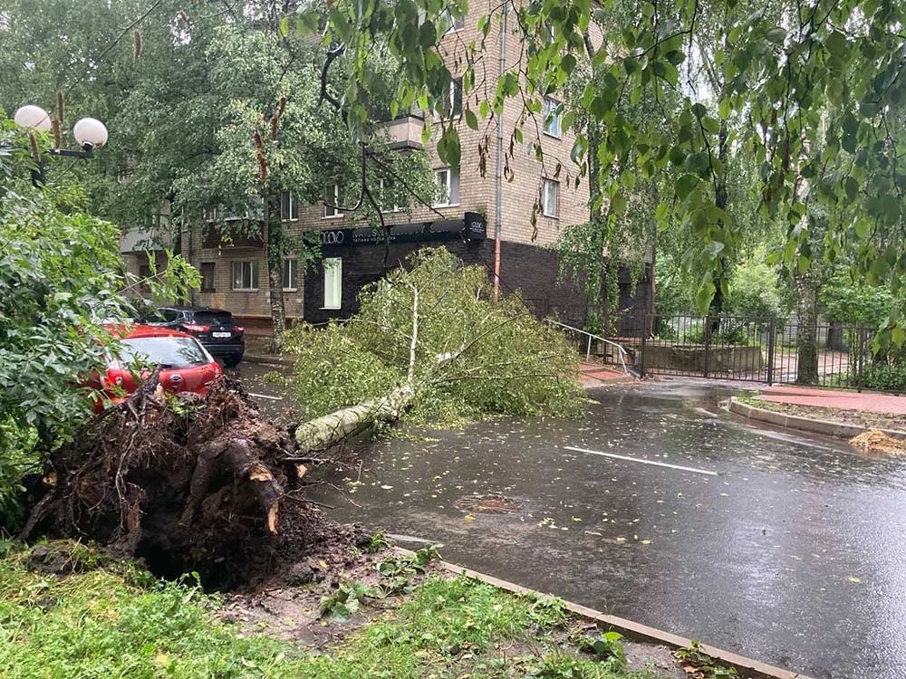 В Брянске в результате разгула стихии рухнули четыре дерева