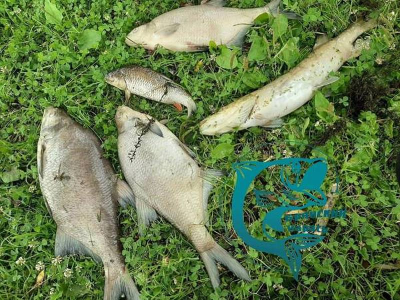 В Брянской области выясняют причины массовой гибели рыбы в реке Сев