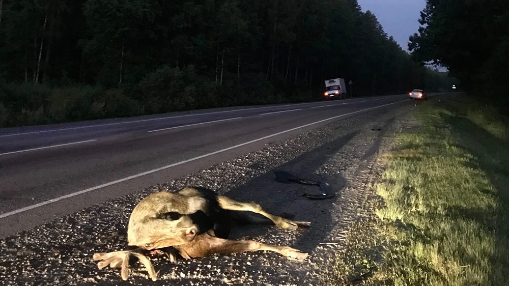 В Брянске на объездной дороге сбили лося