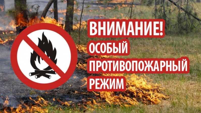 Брянское правительство ввело в лесах особый противопожарный режим